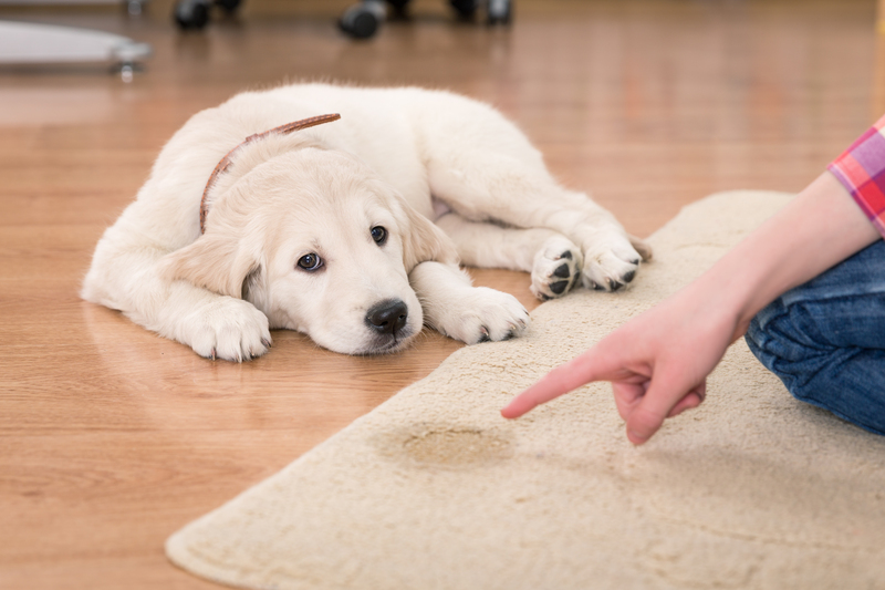 upholstery cleaning deep cleaning