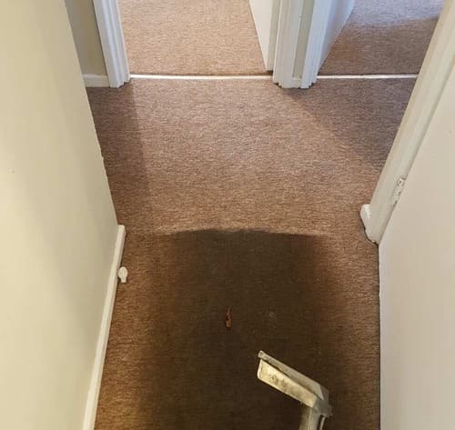 Carpet Cleaning Childs Hill NW2 Project